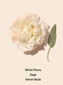 Bombshell Seduction Eau De Parfum -Underwear Promotional Store 111673803337 alt2