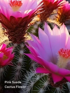 Cowgirl Fragrance Mist -Underwear Promotional Store 112564263232 alt